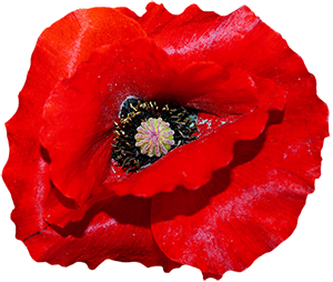 HERDENKING 100 JAAR WO1 1418